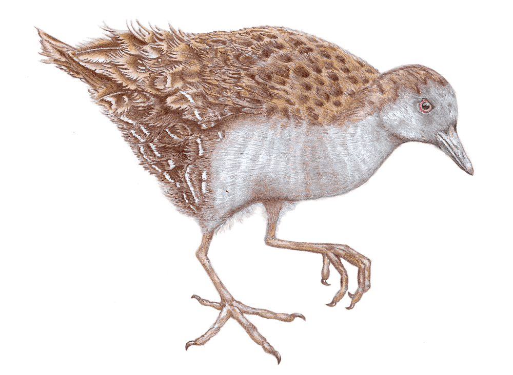 bird