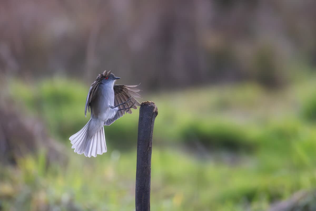 Diucón